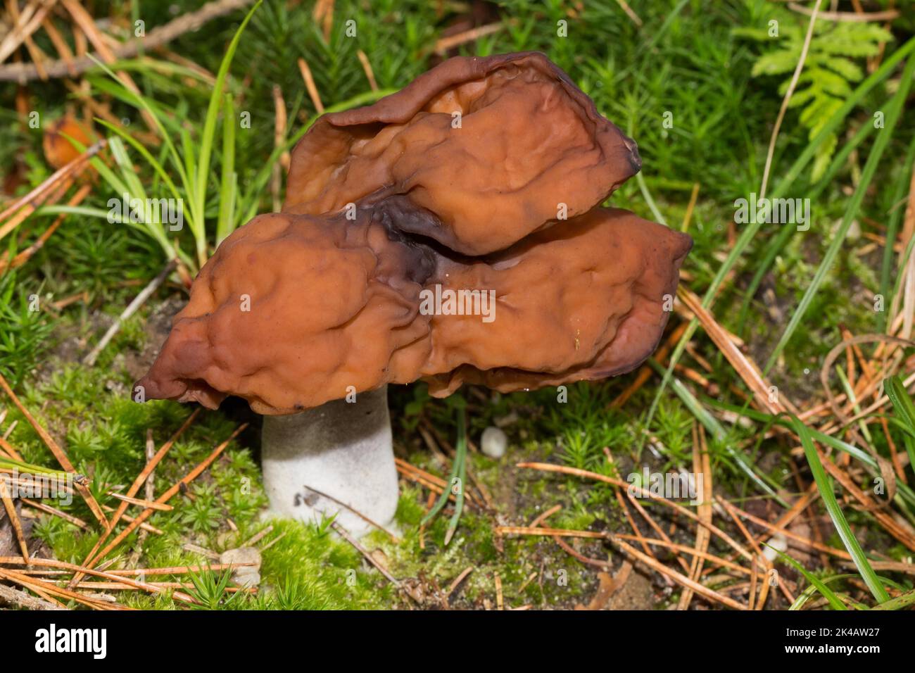 Cappuccio del vescovo corpo fruttato con gambo bianco e cappuccio marrone lobato Foto Stock