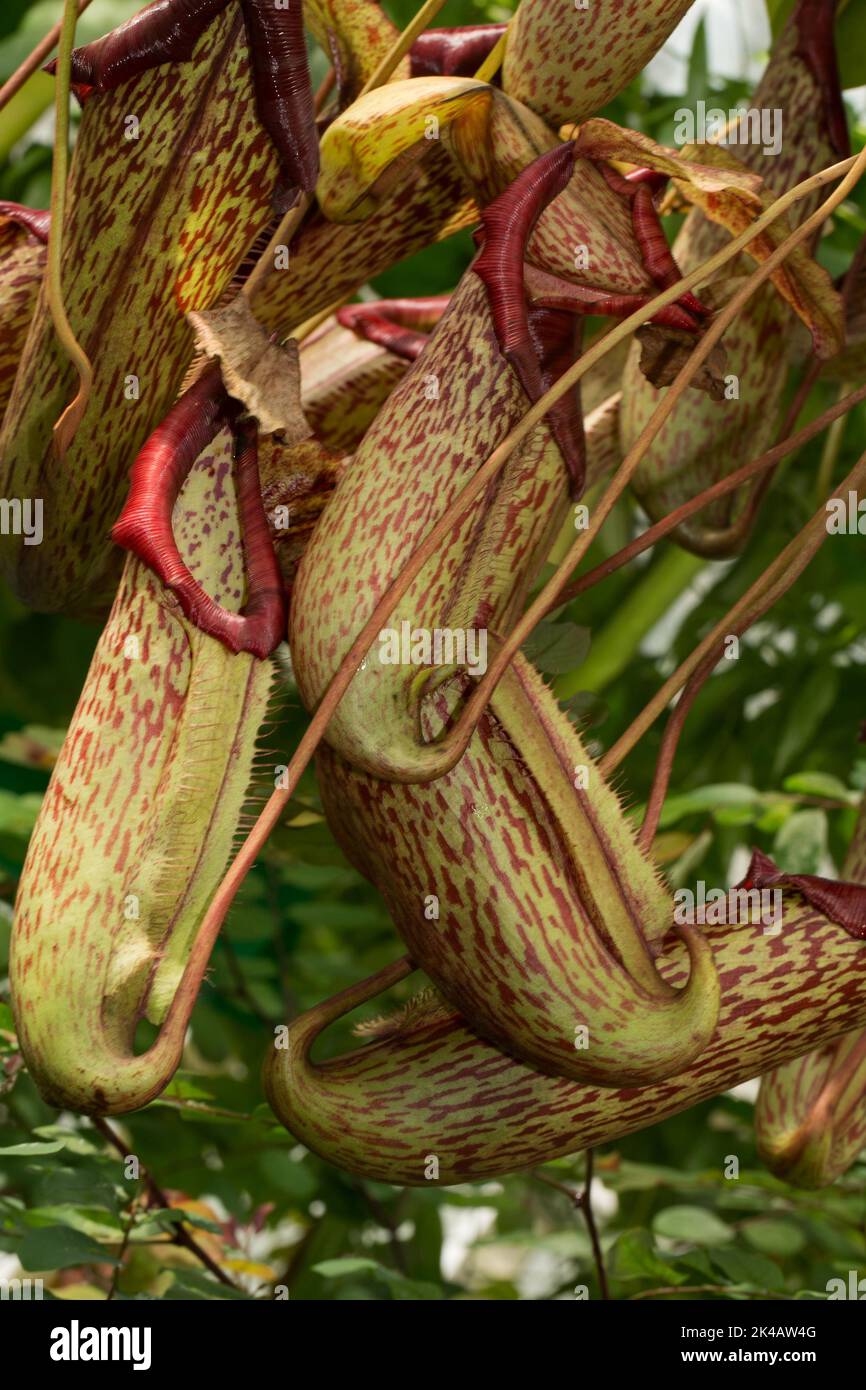 Pianta tropicale della caraffa (Nepenthes) alcune foglie di cattura verde-rosse Foto Stock