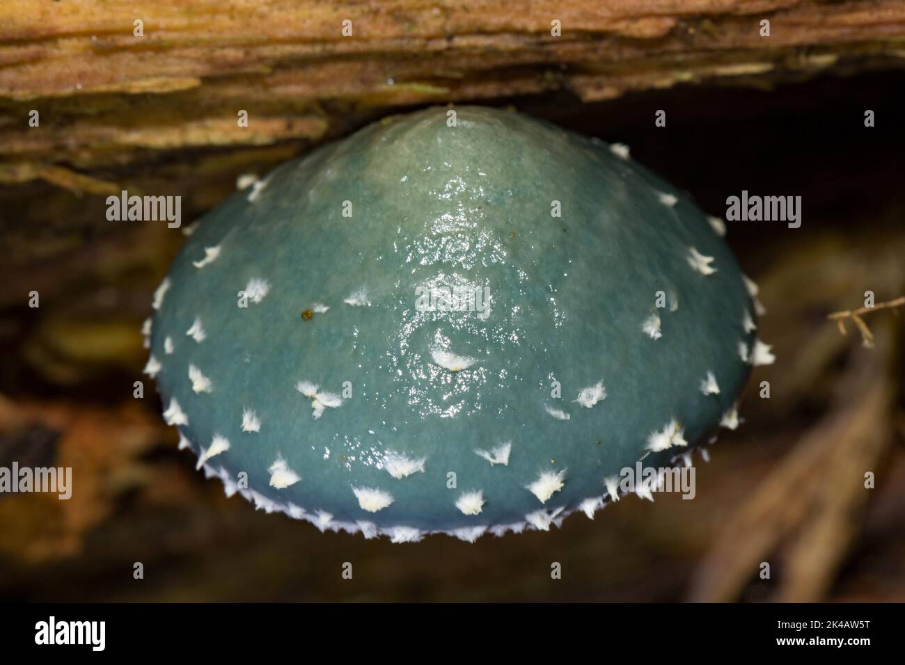Corpo fruttato da tracheuschling blu con cappuccio blu con fiocchi bianchi sul tronco dell'albero Foto Stock