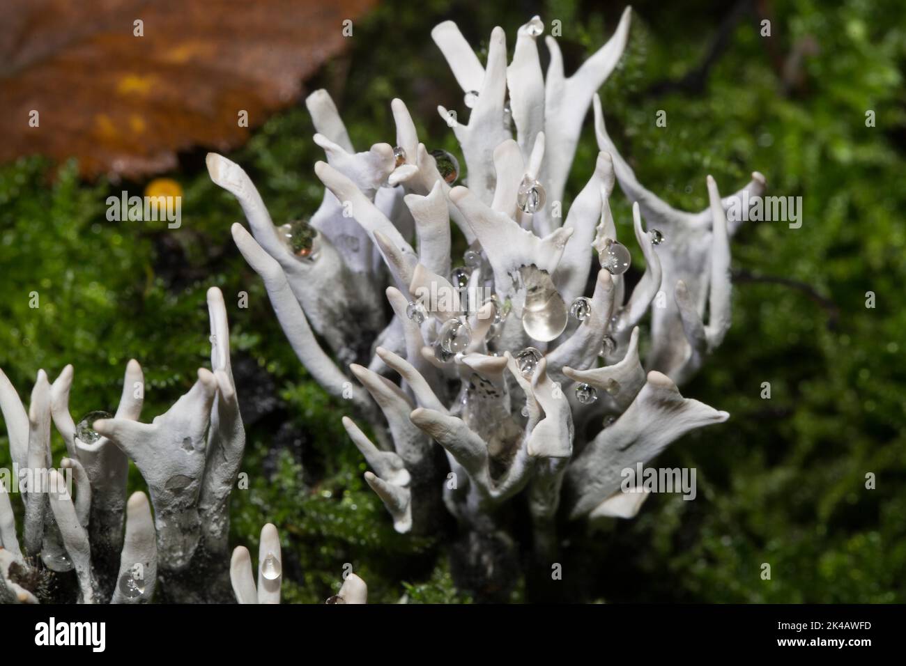 Corpo fruttifero a forma di corna bianco a forma di corna sul tronco dell'albero con muschio verde Foto Stock