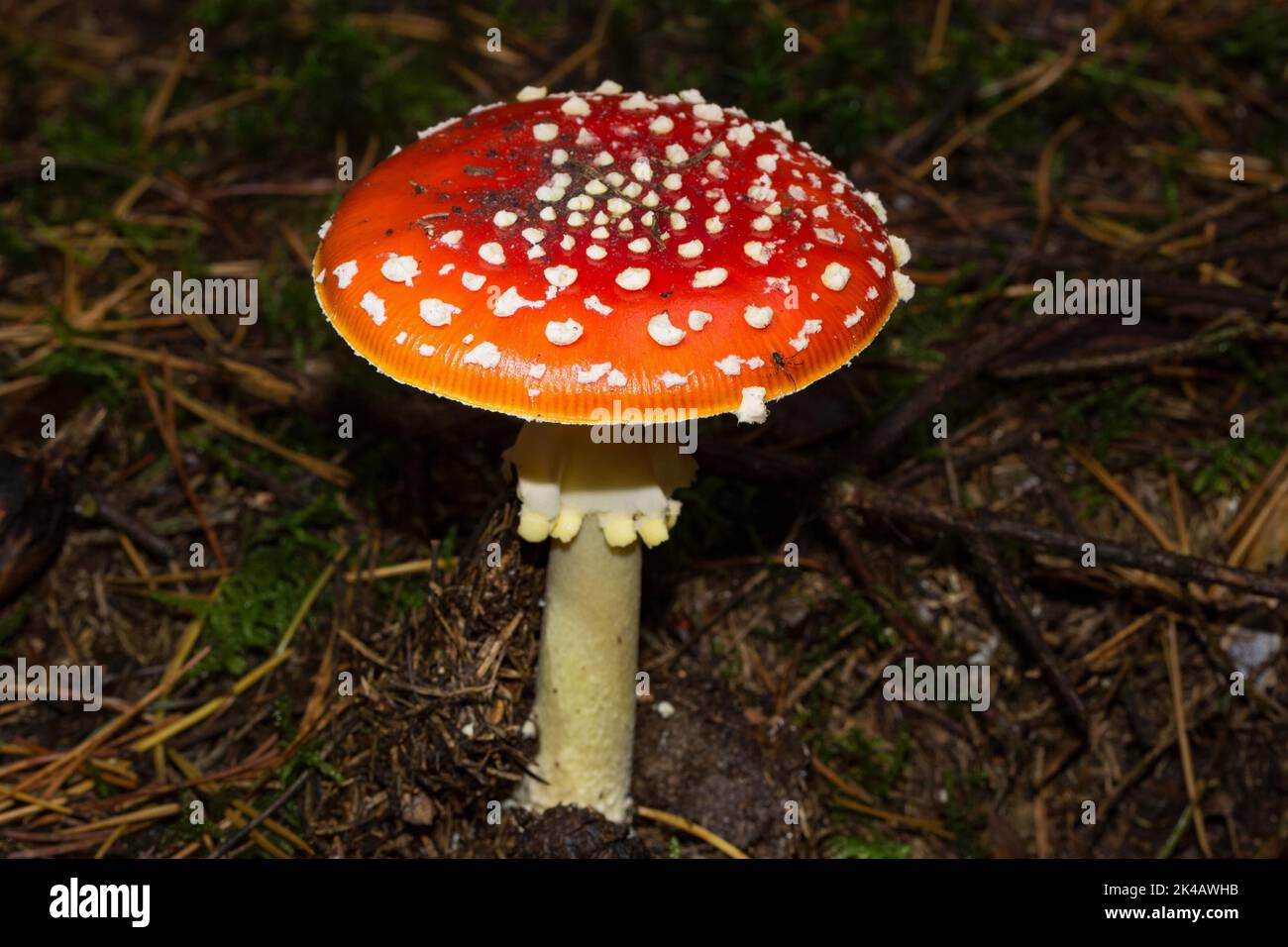 Corpo fruttifero di Toadstool con gambo bianco e fiocchi bianchi sul cappuccio rosso nella lettiera dell'ago Foto Stock