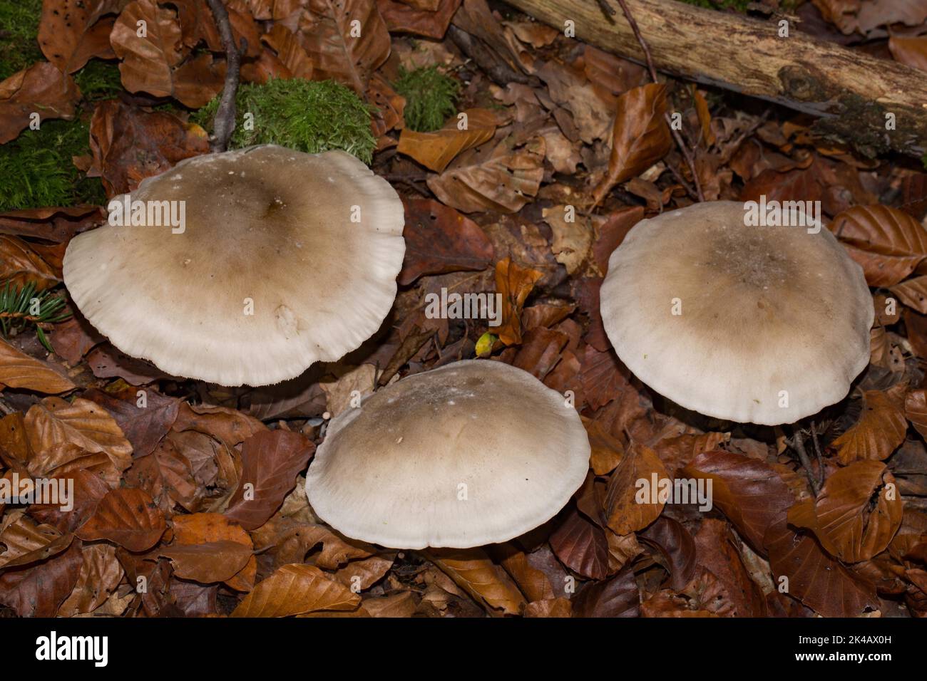 Nebelgrauer Trichterling corpo fruttato tre cappelli grigio-marrone uno accanto all'altro in foglie autunnali marroni Foto Stock