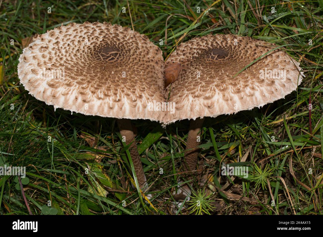 Ombrello gigante fungo corpo fruttato due steli marrone chiaro e cappelli con squame l'uno accanto all'altro in prato verde Foto Stock