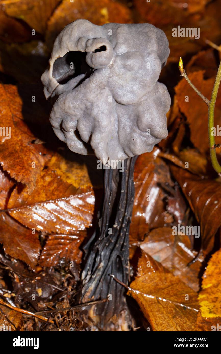 Pit corpo di frutta di corikeet con gambo brunastro e cappuccio grigio-marrone in fogliame autunnale marrone Foto Stock