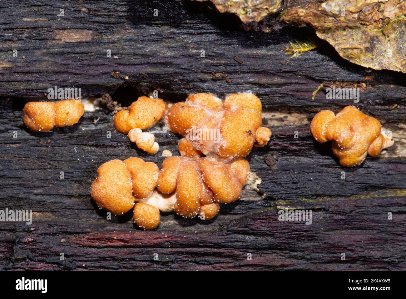 Disco rosso-marrone funghi pustule diversi corpi di frutta arancio-marrone accanto l'uno all'altro sul tronco dell'albero Foto Stock