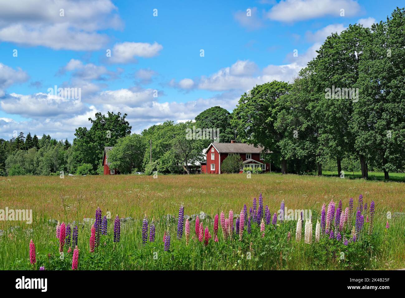 Paesaggio idilliaco con prati, papaveri e lupini, casa rossa svedese, viale di alberi. Regione di Kalmar, Svezia Foto Stock