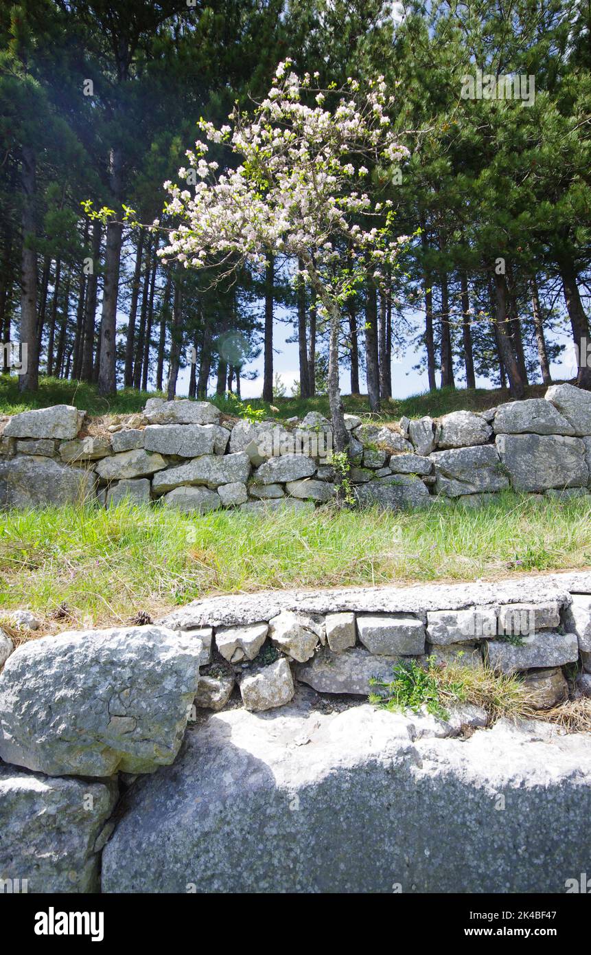 Enormi blocchi calcarei che fortificarono l'intera area del sito archeologico di Pietrabbondante. Molise - Italia Foto Stock