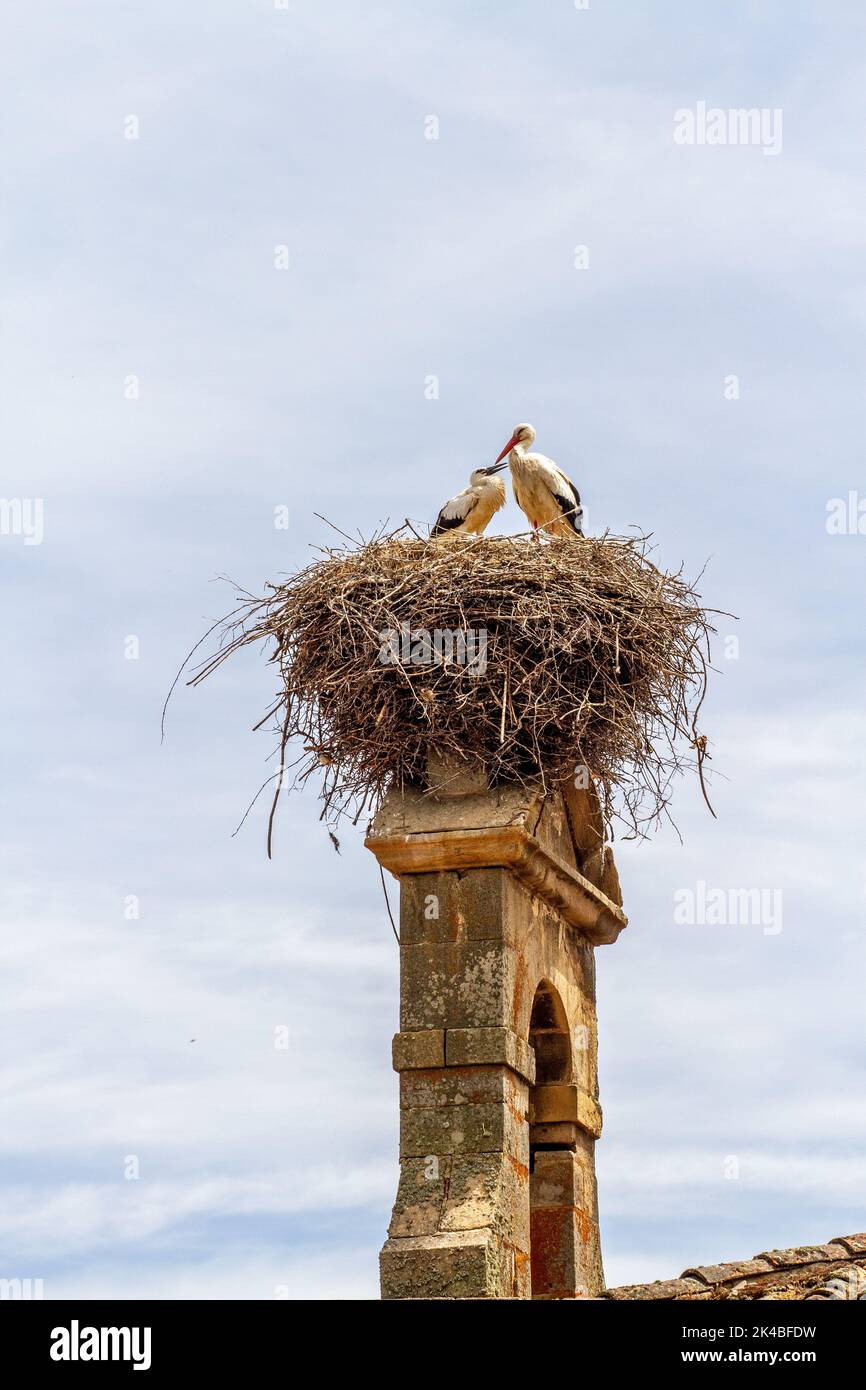Cicogne Ciconia ciconia sul loro nido in cima ad un campanile della chiesa nella città spagnola di Abejar Spagna Foto Stock