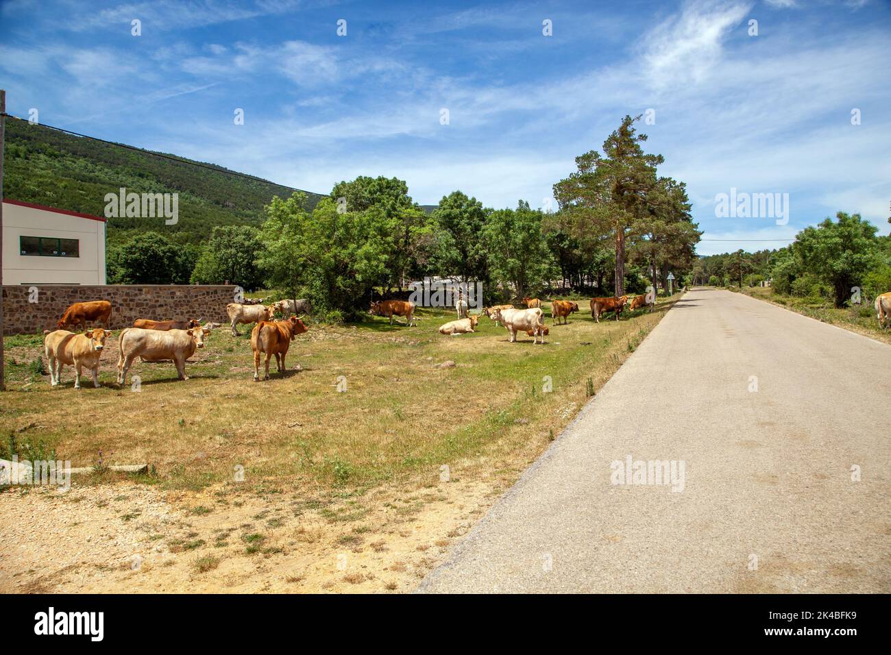 Bovini bovini bovini bovini bestiame allevamento di animali al pascolo sulla strada nella campagna spagnola Castiglia e León Spagna Foto Stock