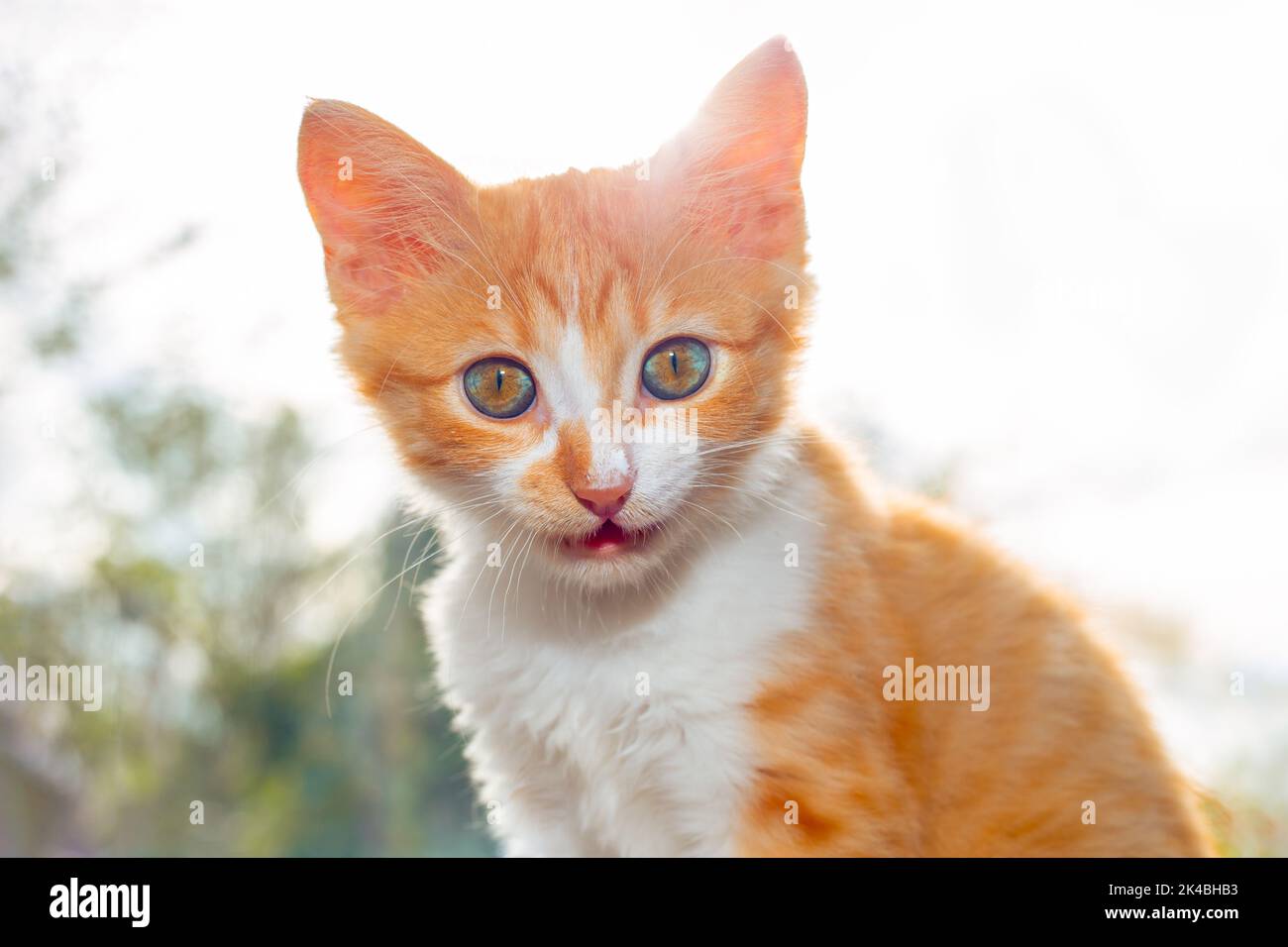 Il gattino rosso mangiava panna acida e gli spalmava il naso. Alimentazione degli animali domestici. Foto Stock