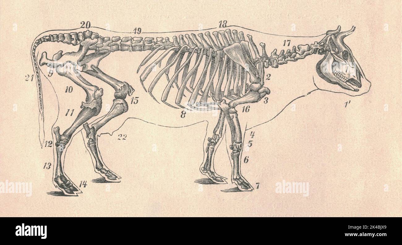 Antica illustrazione incisa dello scheletro della mucca. Illustrazione vintage dello scheletro di mucca. Antica immagine incisa dell'animale. Inclusa la legenda della figura. Foto Stock