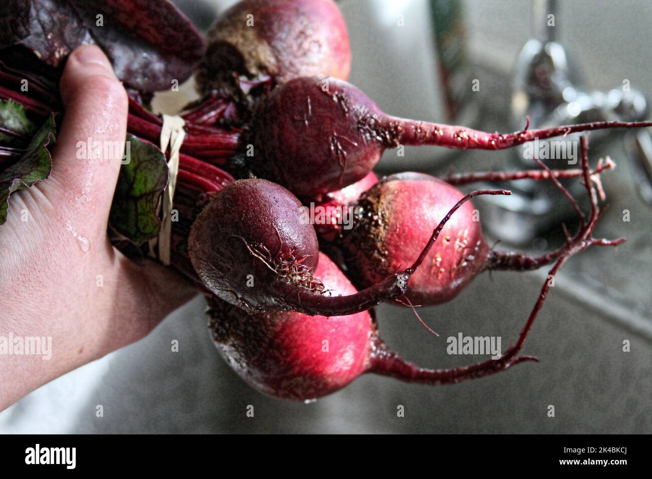 Primo piano di una mano che tiene un mazzo di barbabietole fresche, crude e organiche Foto Stock