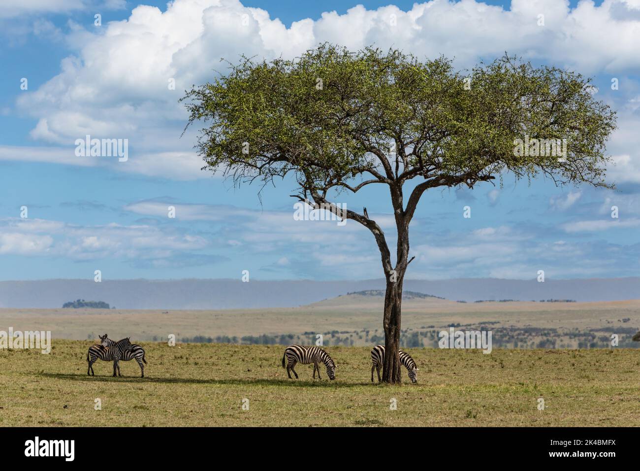 Tanzania. Serengeti. Zebra navigando sotto un Balanites Aegyptiaca, deserto data albero o albero Thron, o sapone Berry Tree. Foto Stock