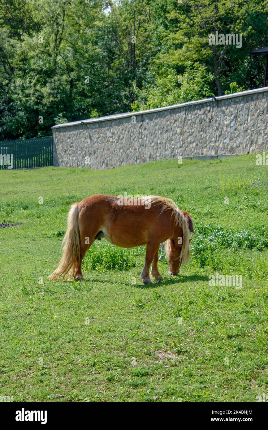 Una verticale di un cavallo in miniatura marrone americano con una lunga coda di ponytail che pascola su una prateria Foto Stock