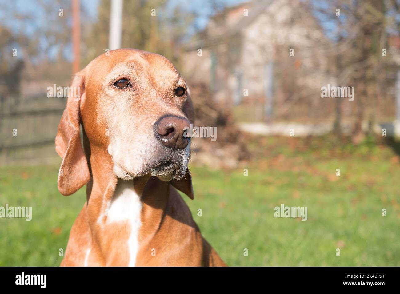 Razza di cane da caccia, croce ungherese Vizsla. Animale domestico di famiglia ma anche cacciatore perfetto e puntatore. Verticale con spazio di copia per il testo. Foto Stock