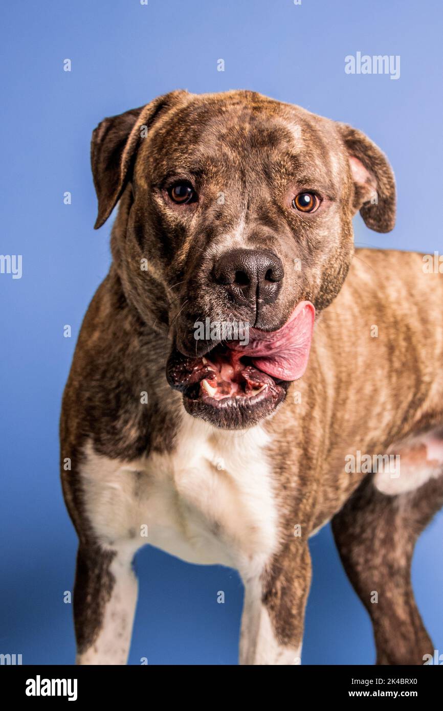 Un colpo verticale di un adorabile cane americano Pit Bull Terrier che posa su uno sfondo blu Foto Stock