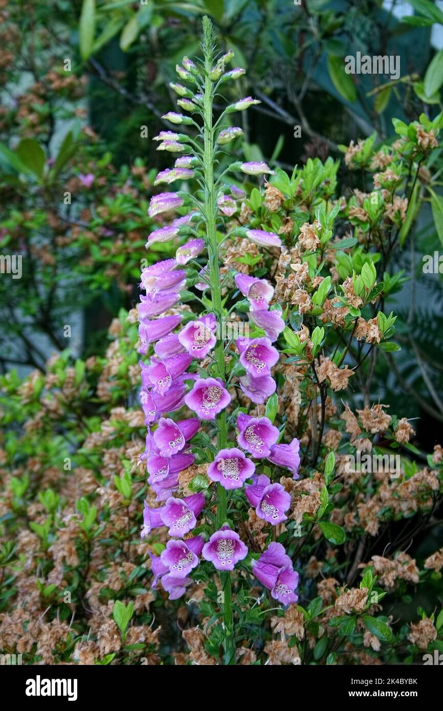 Grande punta di fiore di colore brillante della pianta di Foxglove Digitalis purpurpurea, una pianta altamente tossica e medicinale usata per trattare l'insufficienza cardiaca Foto Stock