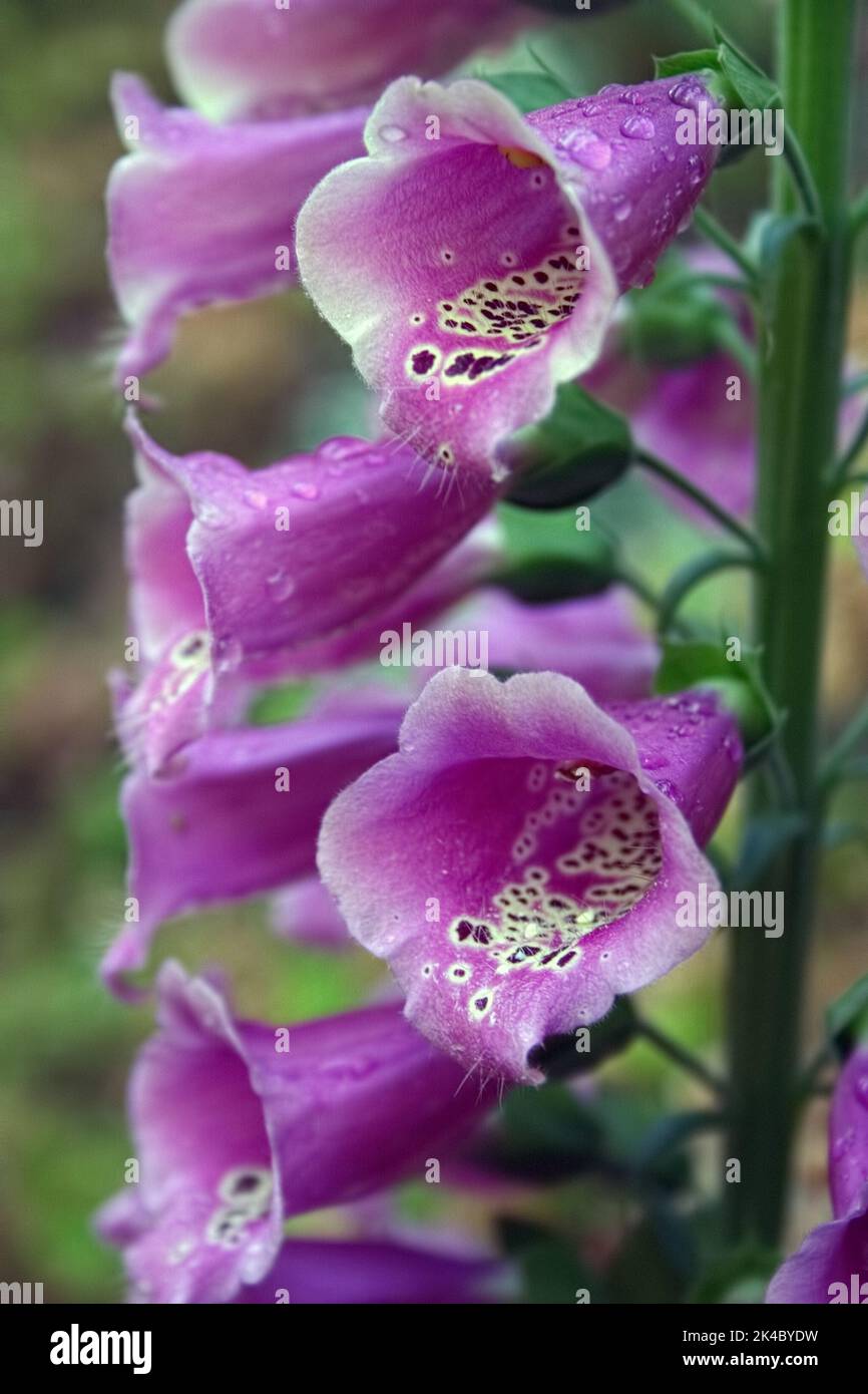 Primo piano dei fiori brillantemente belli della pianta di Foxglove Digitalis purpurea, una pianta altamente tossica e medicinale usata per trattare l'insufficienza cardiaca Foto Stock