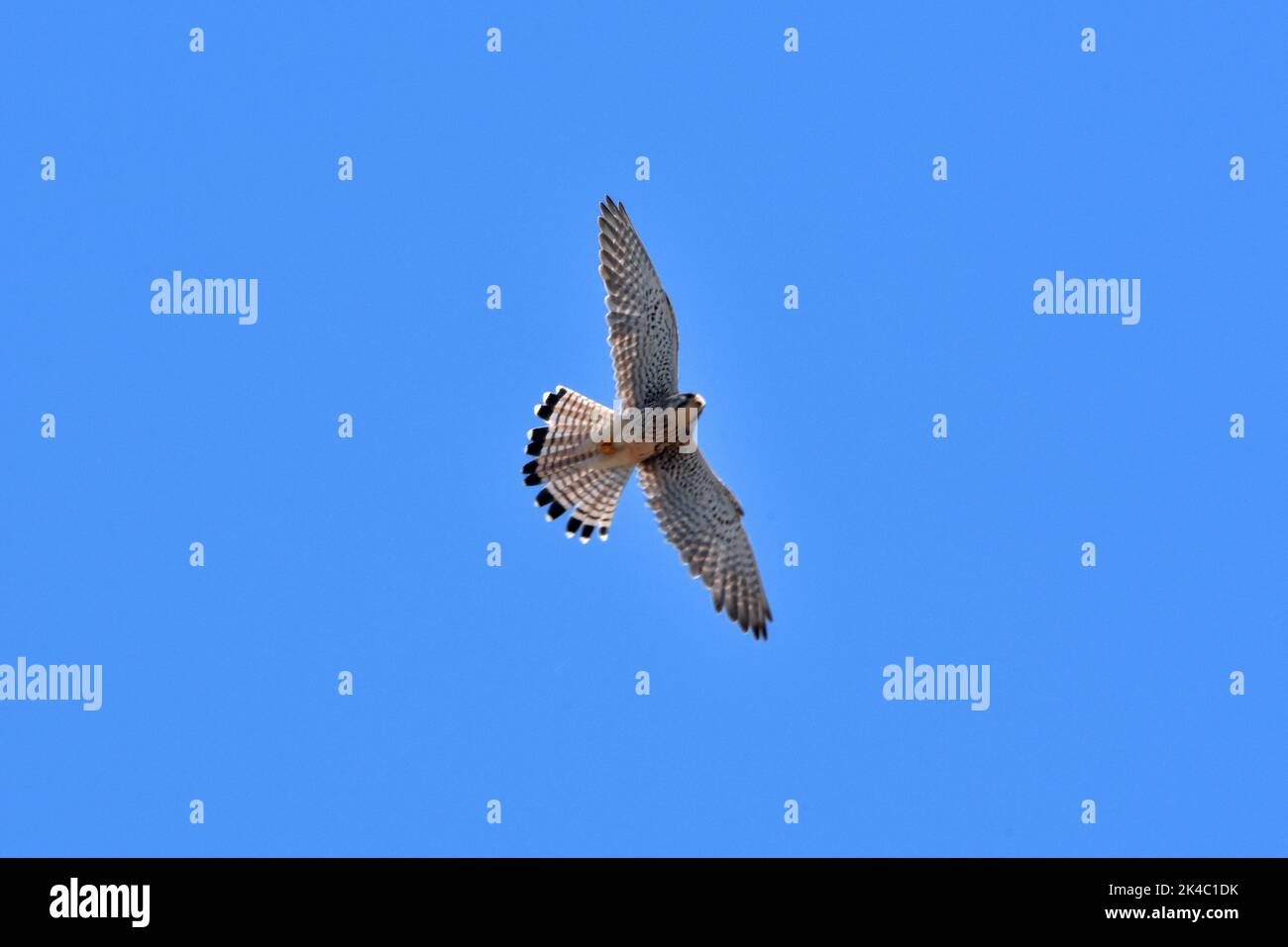 La vista dal basso angolo di un Kestrel che vola con ampie ali aperte nel cielo blu Foto Stock