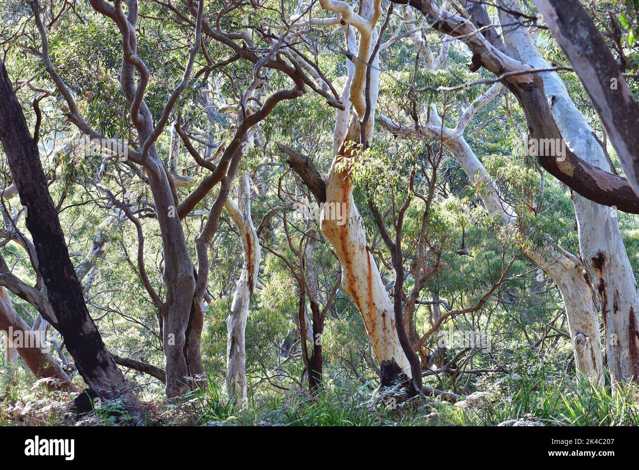 Foresta di scribbly Gum, Eucalyptus hemastoma, e Sydney Red Gum, Angophora cosata, con una sottorietà di Bracken Fern Foto Stock