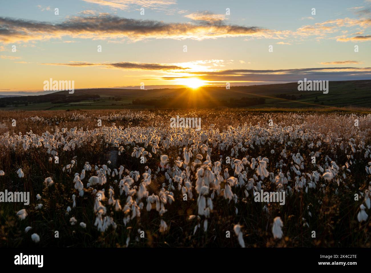 Erba di cotone infusa con un sole tramontante sulla brughiera dello Yorkshire, Regno Unito Foto Stock