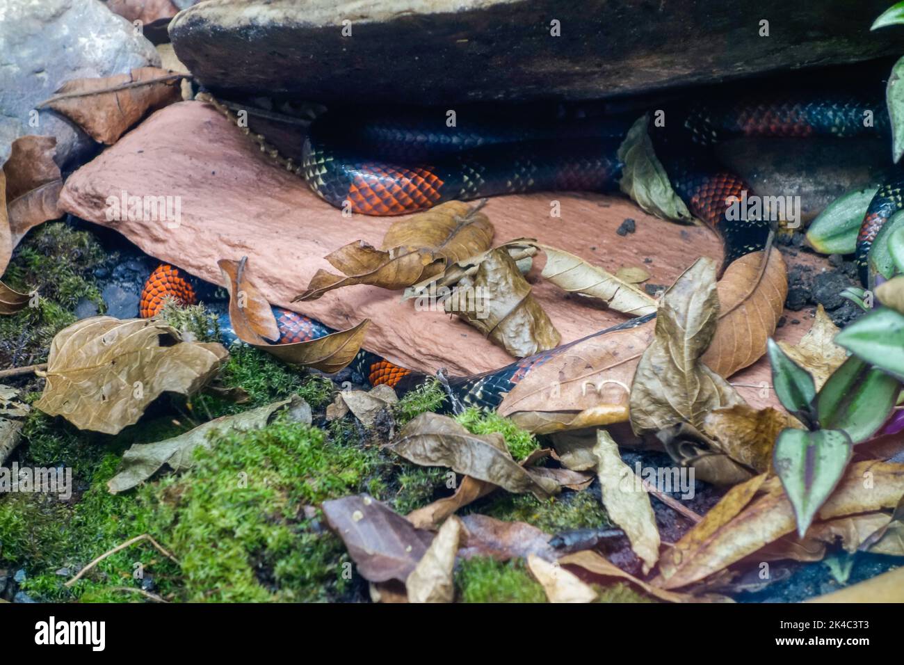 serpente di corallo nascosto sul terreno. primo piano. Foto Stock