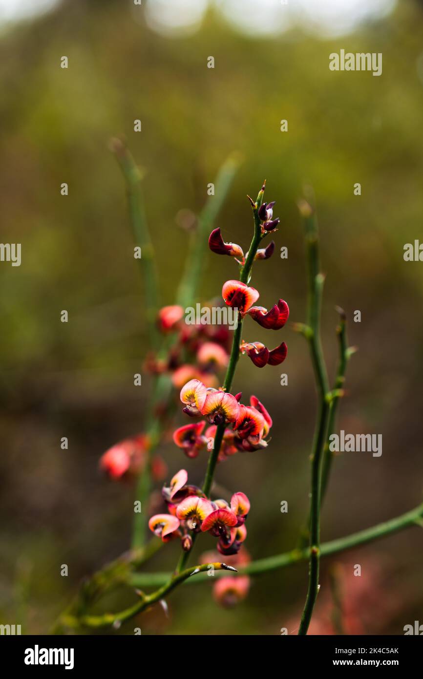 Nativi Australiani fiore Foto Stock