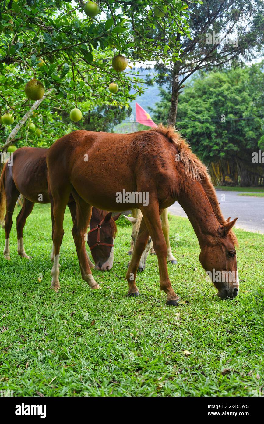 Tre cavalli adulti che mangiano erba in Vietnam Foto Stock