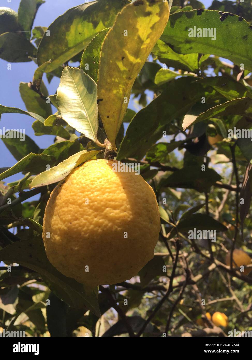 limone nell'albero del limone in giardino Foto Stock