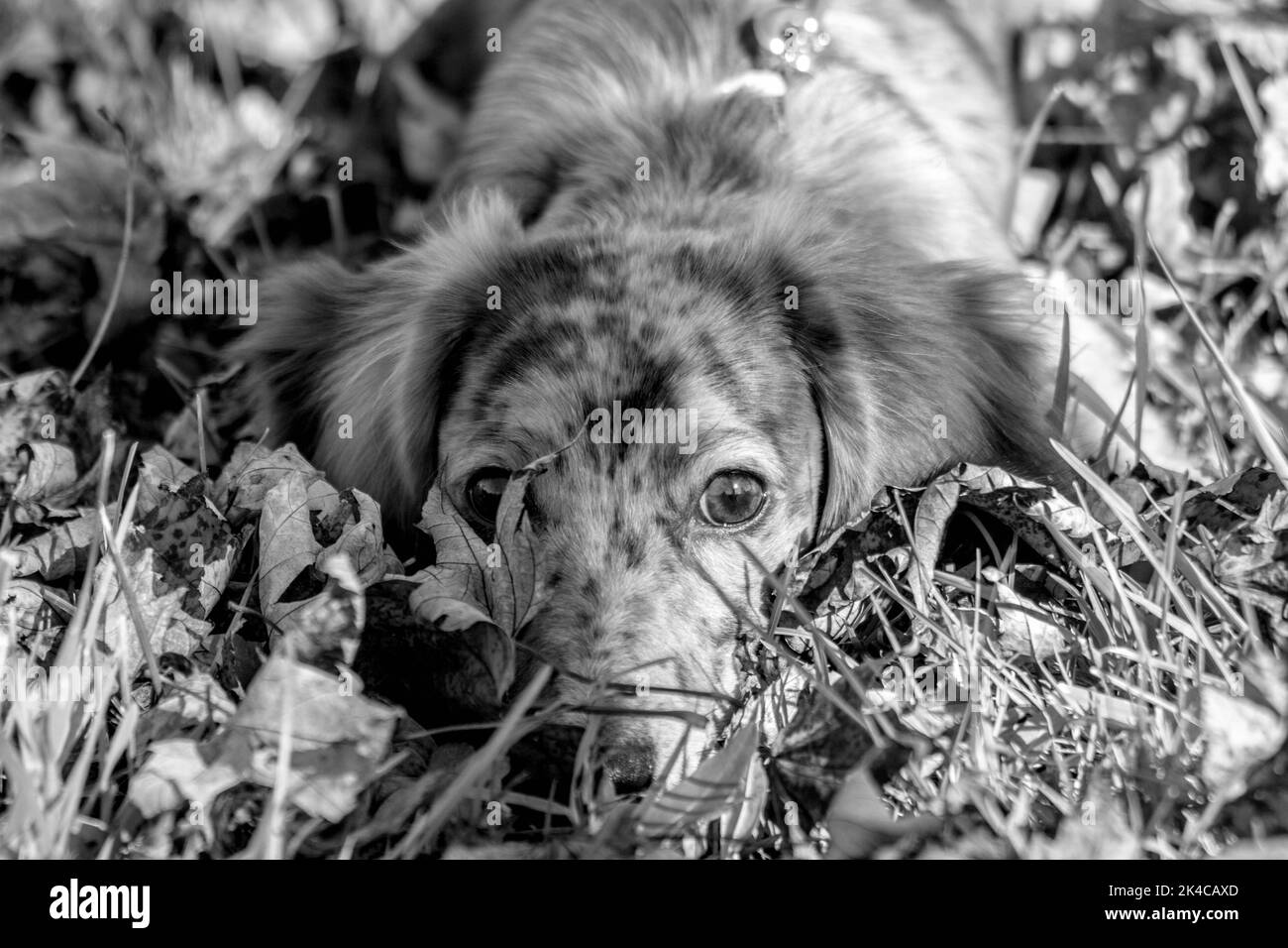 Un primo piano di una bellissima spaniella sdraiata sull'erba Foto Stock