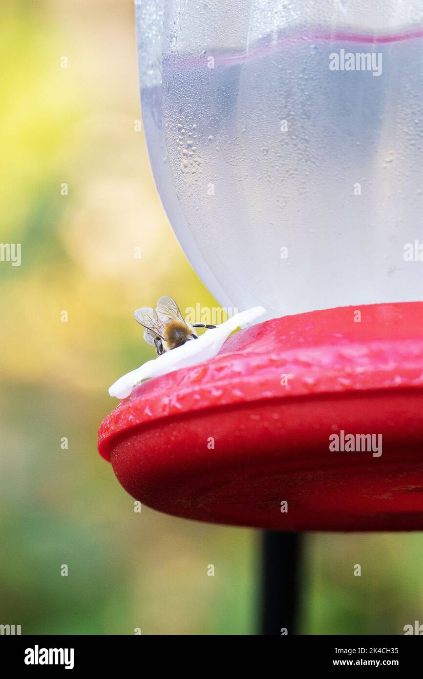 Un'ape che beve da un alimentatore di colibrì. Foto Stock