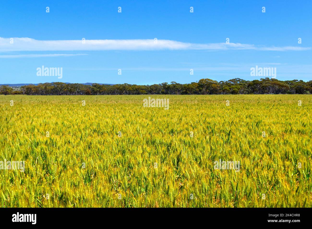 Grano raccolto, Wongan Hills, Australia Occidentale Foto Stock