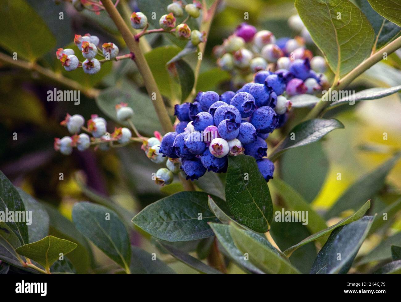 I mirtilli, ricchi di antiossidanti, sono uno dei frutti migliori che si possono mangiare. Questi vengono coltivati in un frutteto nel Michigan USA Foto Stock
