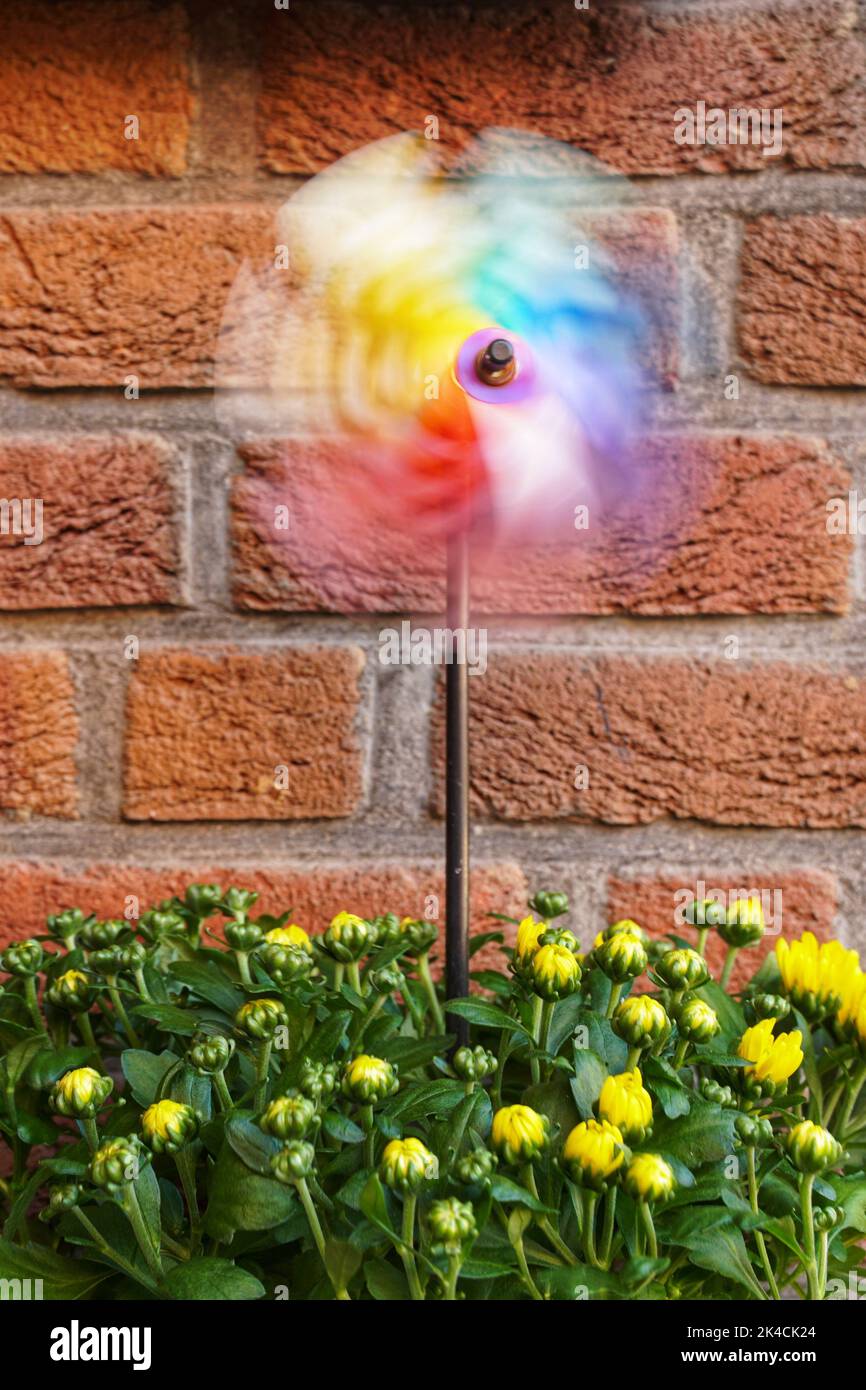 Una sfocatura in movimento di un mulino a vento giocattolo rotante in un vaso di fiori di fronte a un muro di mattoni rossicci Foto Stock