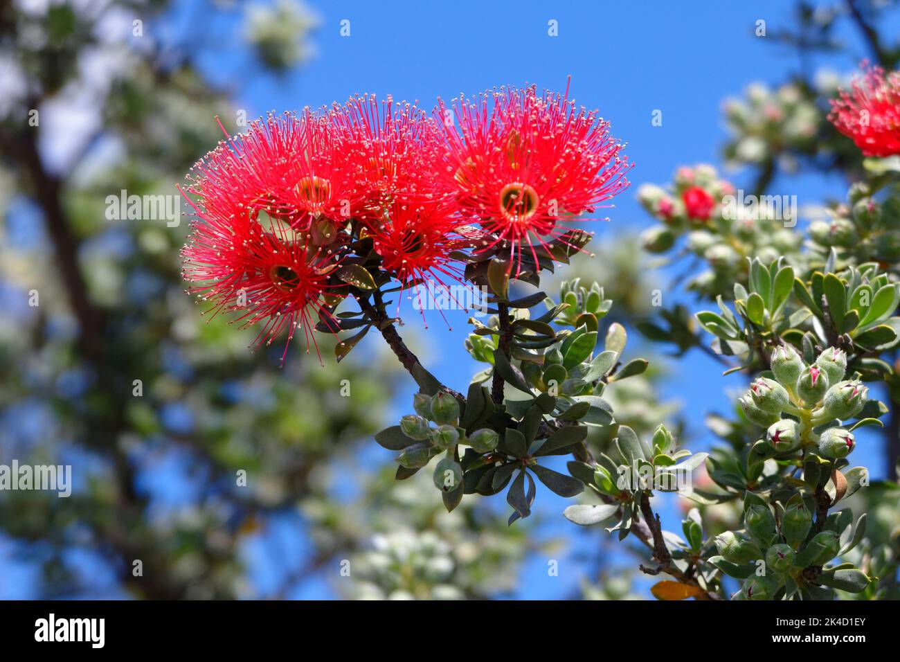 Fiore rosso Gum (Corymbia) fiore di eucalipto, Australia Occidentale Foto Stock