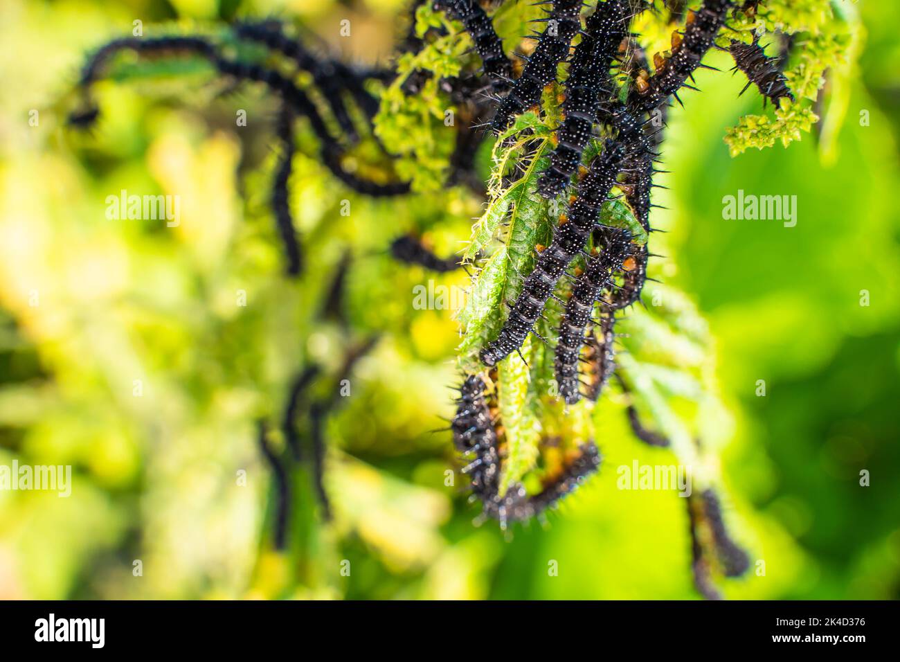Le foglie di ortica si avvicinano a quelle mangiate dai pilastri neri con spine e puntini bianchi. Fase del bruco alla farfalla di pavone Foto Stock