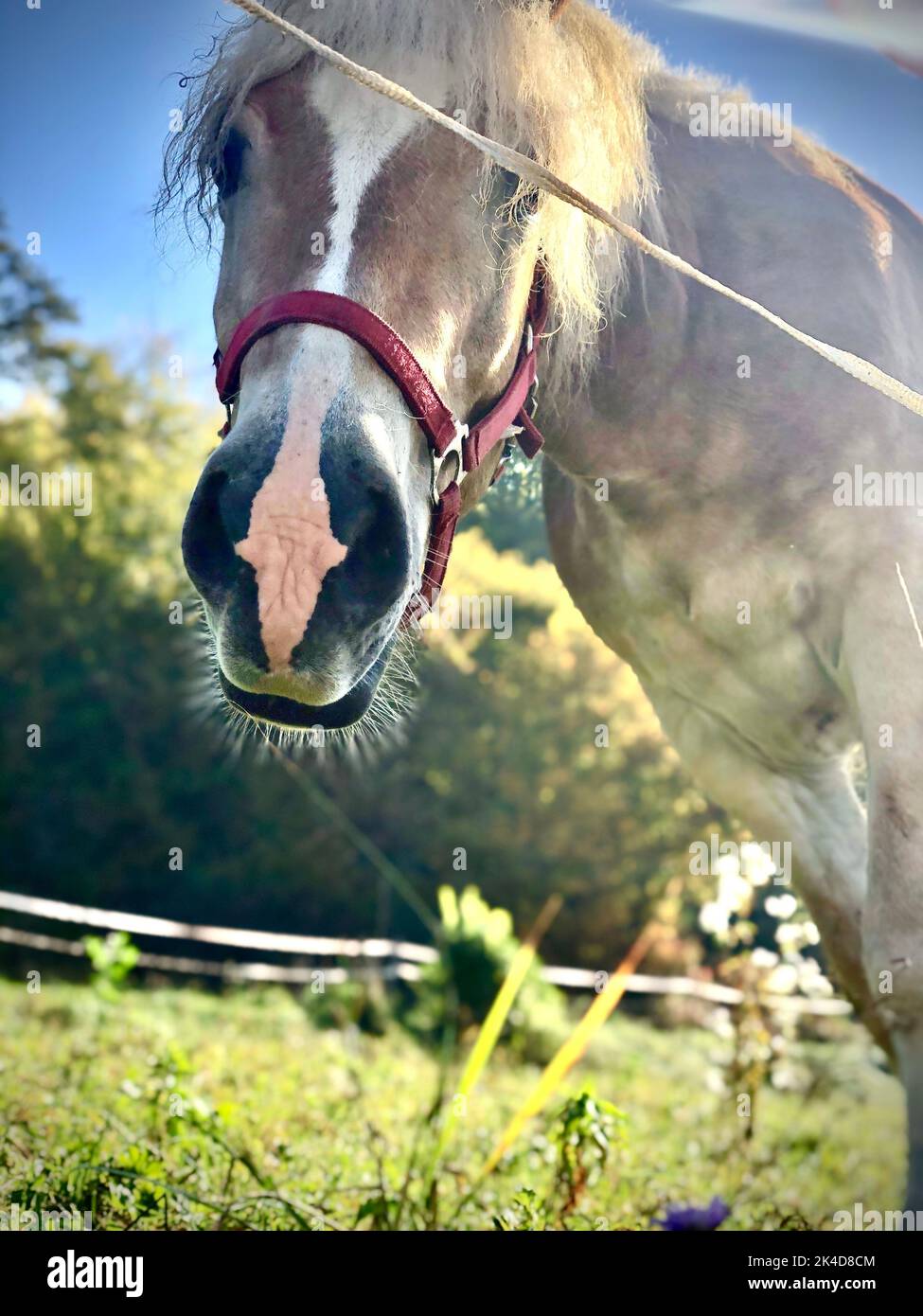 Cream horse immagini e fotografie stock ad alta risoluzione - Alamy