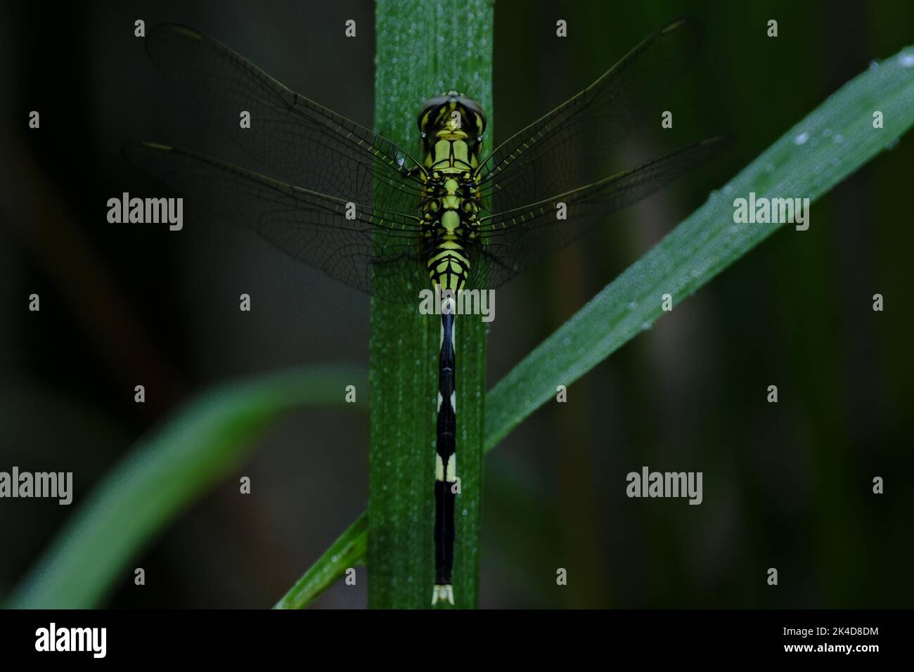 Dragonfly che si appaia sui gambi di riso e sull'erba, Dragonfly è un insetto che si trova frequentemente nei campi di riso, insetto a 4 ali con colore a strisce Foto Stock