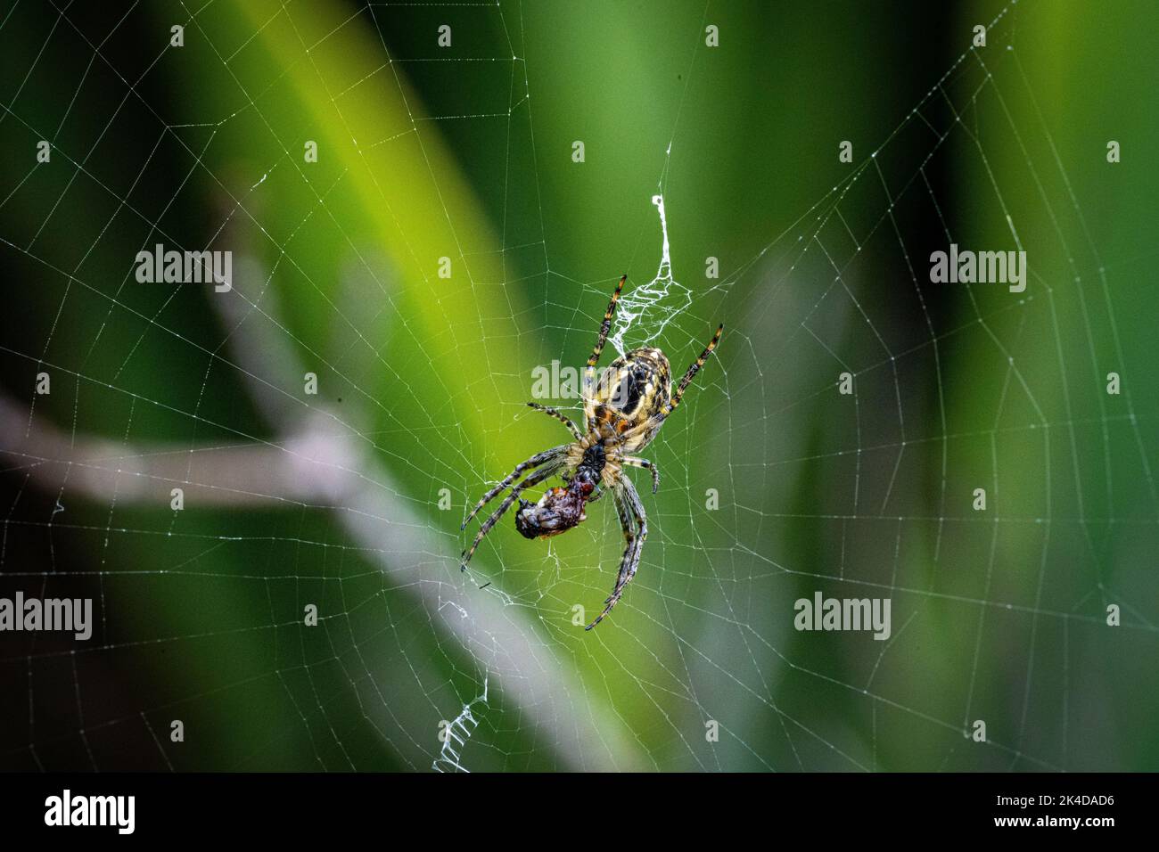 Un macro caldo di un ragno da giardino europeo con rete bianca su sfondo verde sfocato Foto Stock