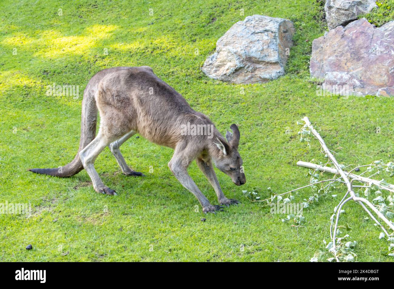 Un canguro grigio orientale (Macropus giganteus) passeggiata su un prato verde Foto Stock