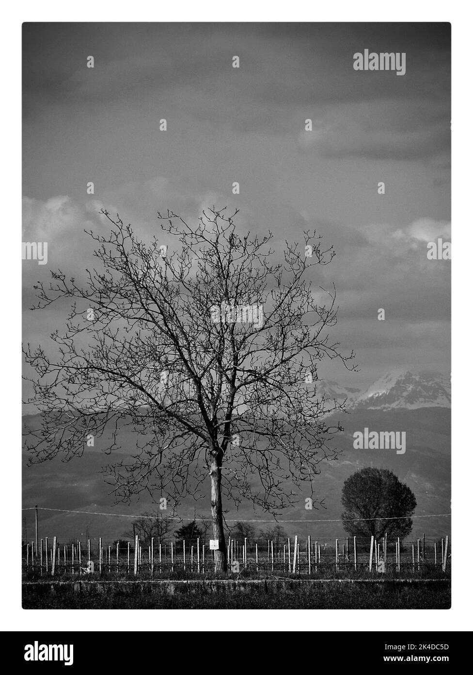 Uno scatto verticale in scala di grigi di un albero senza foglie in una giornata nuvolosa - concetto di solitudine Foto Stock