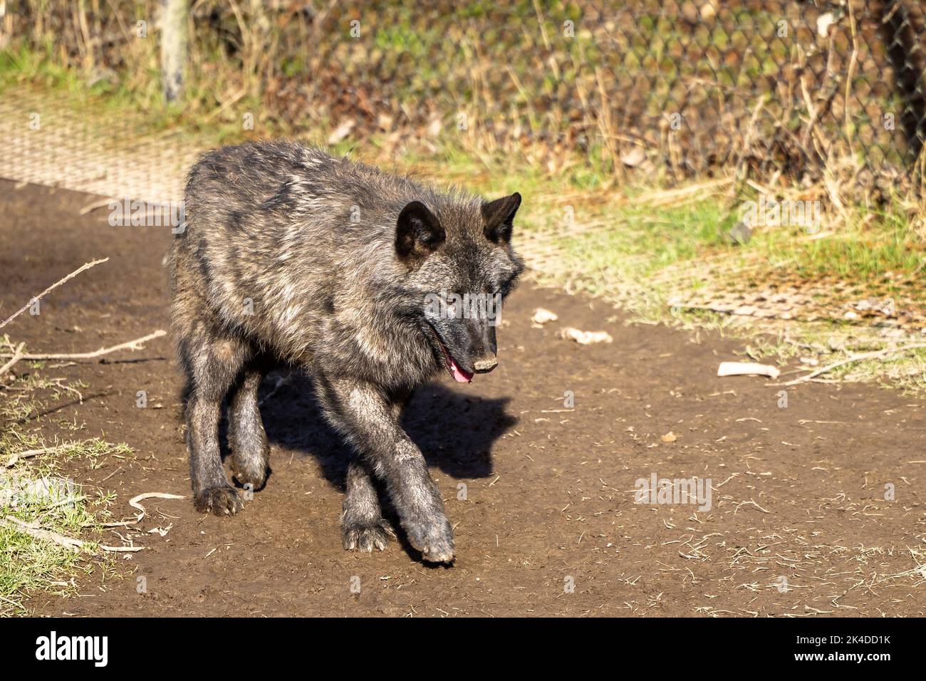 Un primo piano di un lupo (Canis lupus) Foto Stock