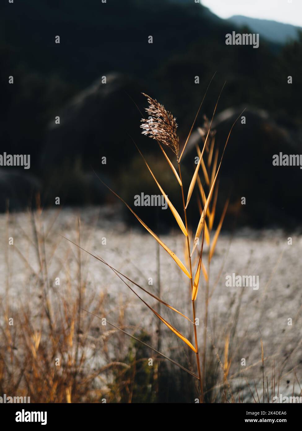 Arbusto di canna d'oro comune con raggi solari che passano attraverso i semi e le foglie Foto Stock