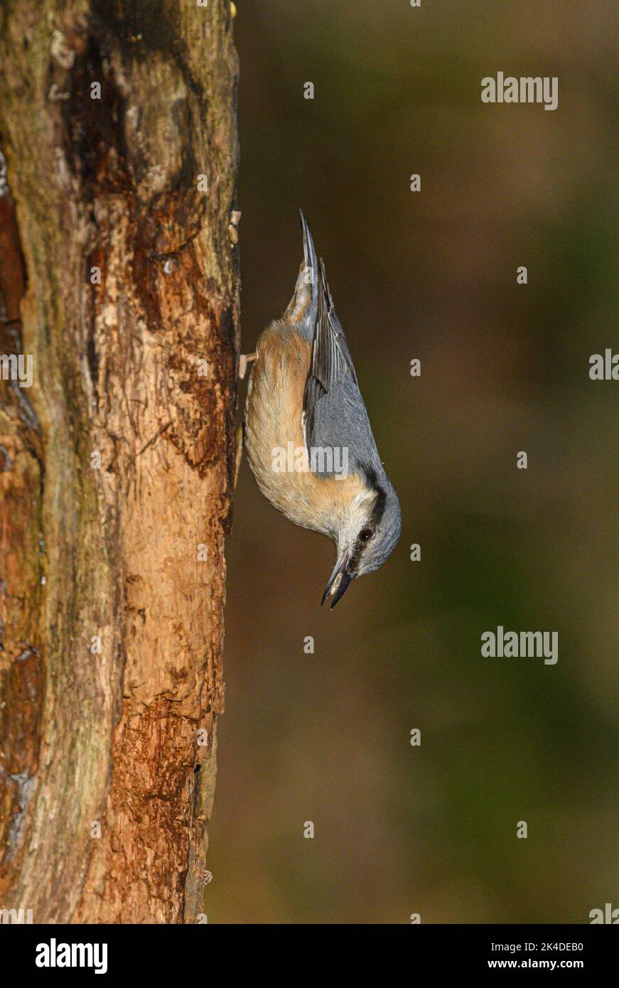 Nuthatch eurasiatico, Sitta europaea, che si nutre sul tronco di albero marciume in un bosco. Foto Stock