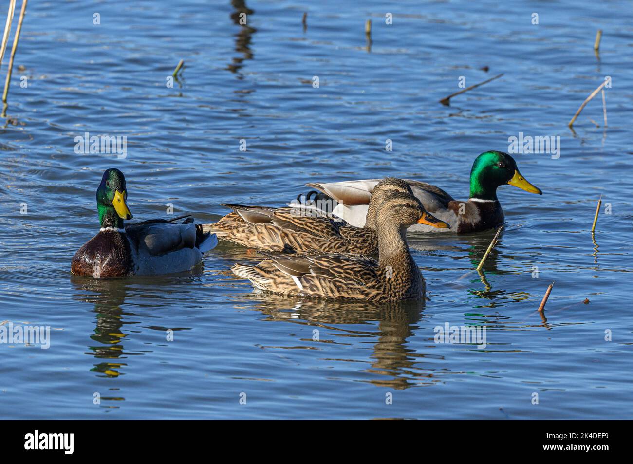 Gruppo di Mallard, Anas platyrhynchos; due coppie che nuotano in acqua calma in inverno. Foto Stock