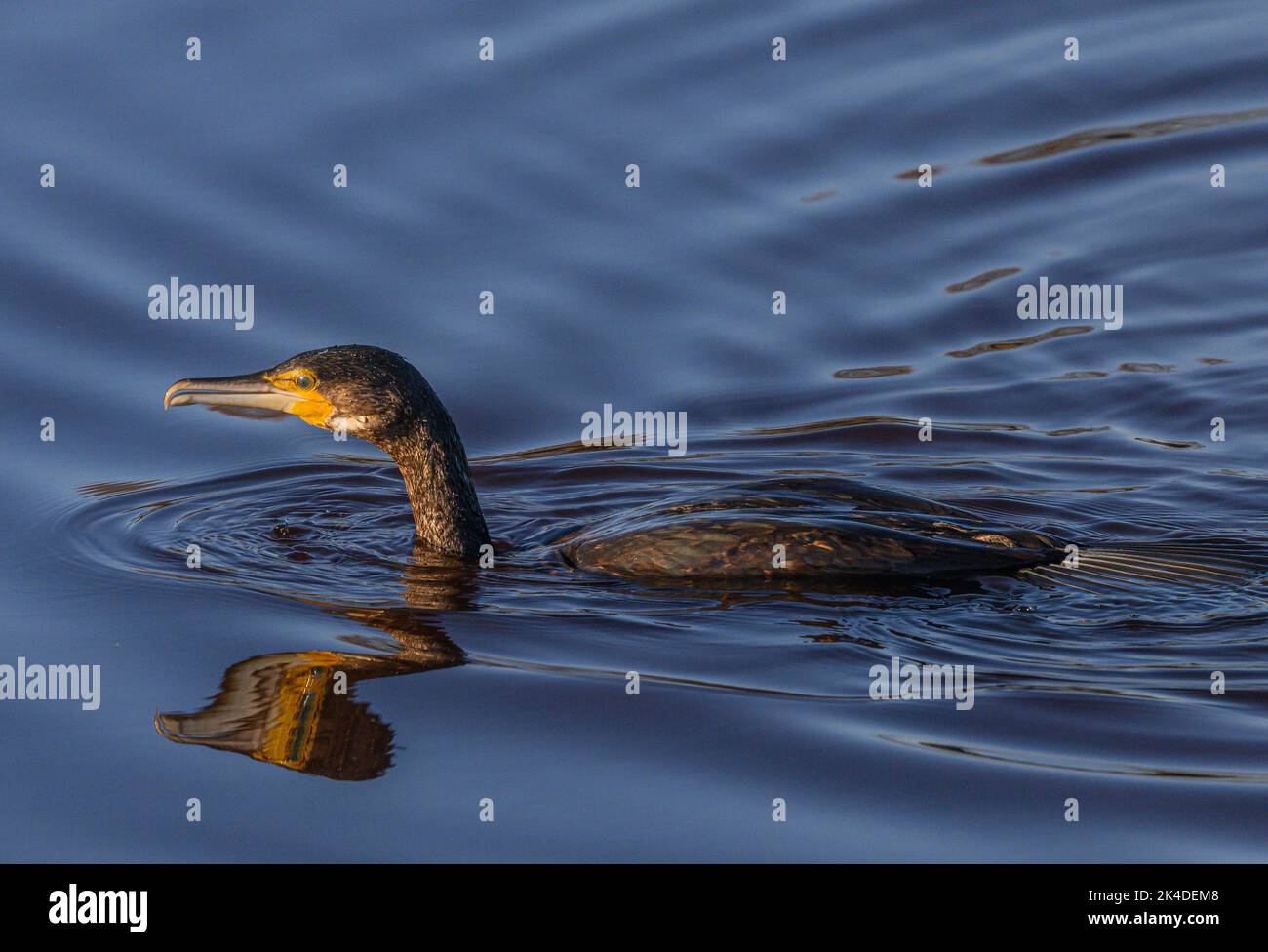 Cormorano comune, carbo Phalacrocorax, pesca e nuoto nel lago costiero. Foto Stock