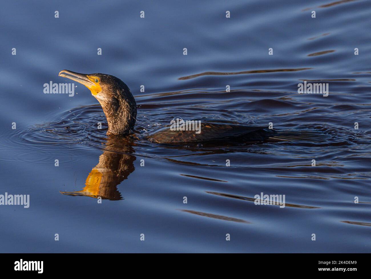Cormorano comune, carbo Phalacrocorax, pesca e nuoto nel lago costiero. Foto Stock