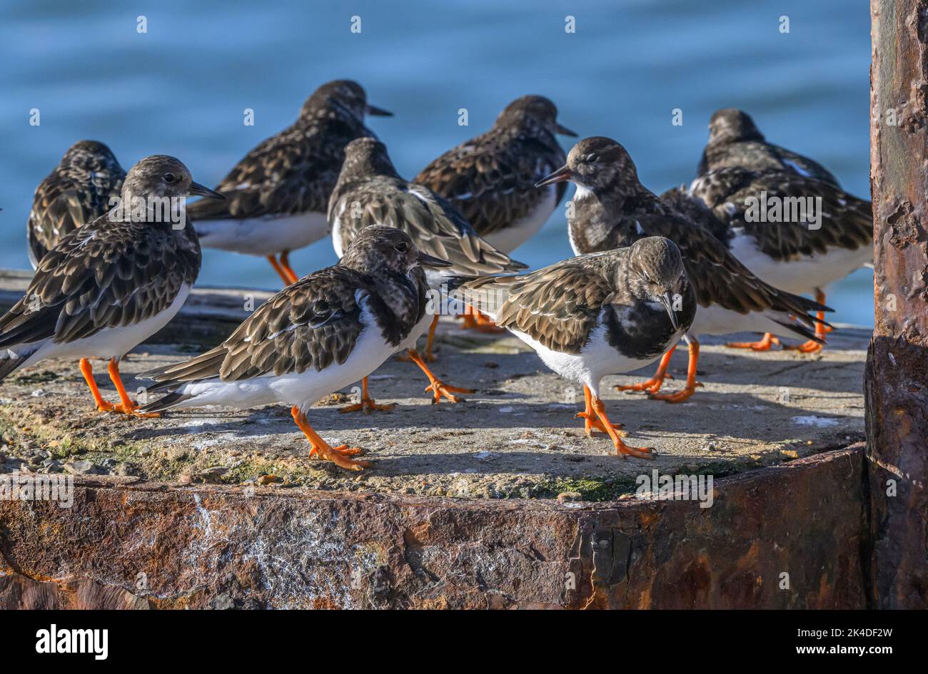 Gruppo di pietre, Arenaria interpres, in inverno piombato, sul molo in attesa di cambi di marea. Hampshire. Foto Stock