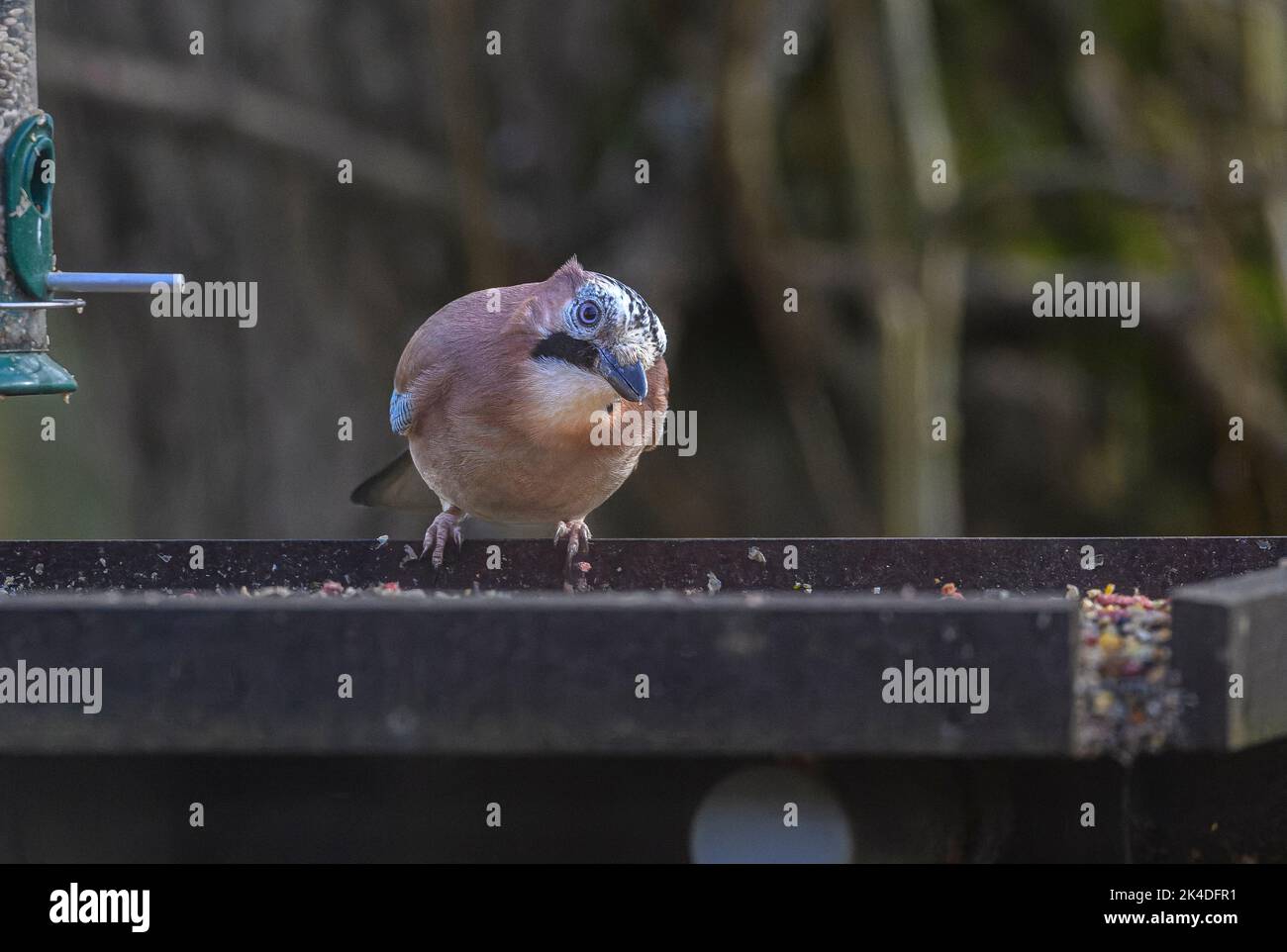Jay, Garrulus glandarius, nutrirsi al tavolo degli uccelli nel bosco, Blashford Lakes. Foto Stock