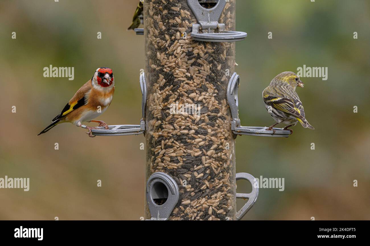 Mangiatoia per finchi, con alimentazione Goldfinches e Siskins. Blashford Lakes, Hampshire. Foto Stock